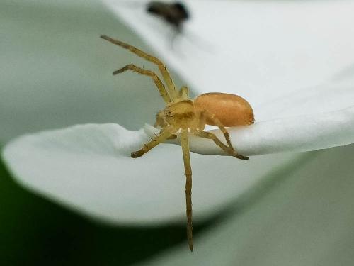 Philodromus sp.