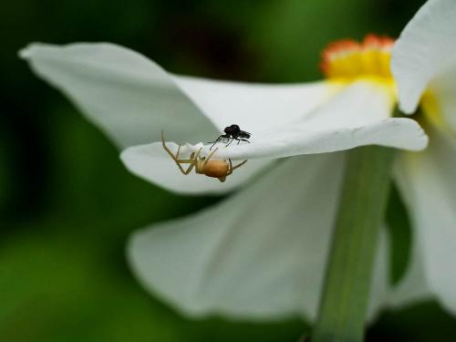 Philodromus sp.