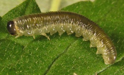 Réf. 252 418 : Empria basalis