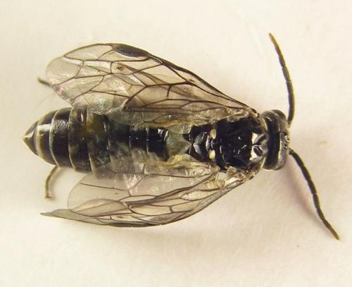 Réf. 252 420 : Empria basalis