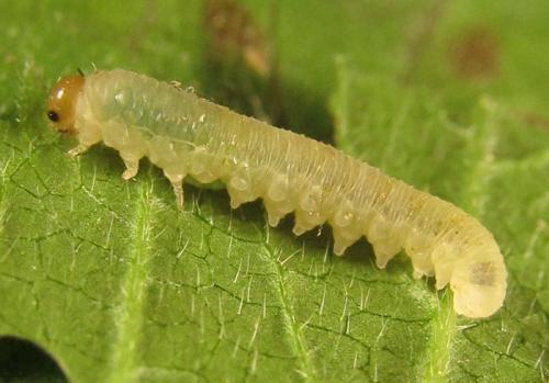Réf. 252 415 : Empria basalis
