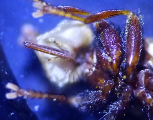 Myopa pellucida