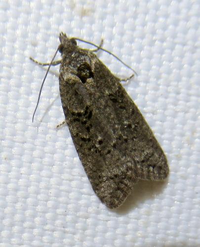 Réf. 252 811 : Cnephasia sp.