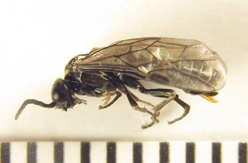 Réf. 252 421 : Empria basalis