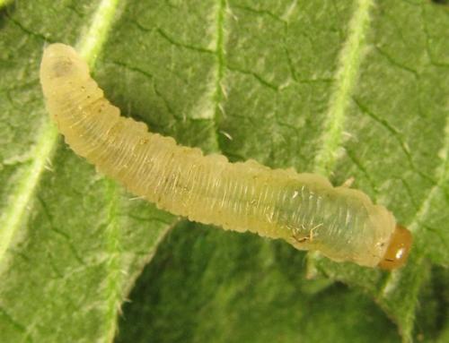 Réf. 252 416 : Empria basalis