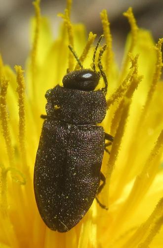 Réf. 252 605 : Anthaxia sp.