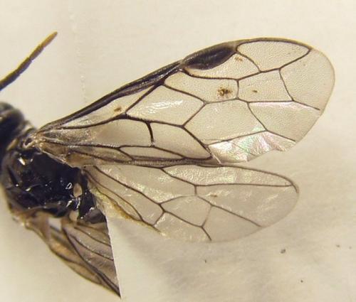 Réf. 252 422 : Empria basalis