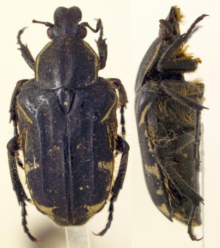 Podopogonus boettcheri