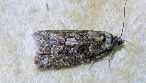 Réf. 252 812 : Cnephasia sp.