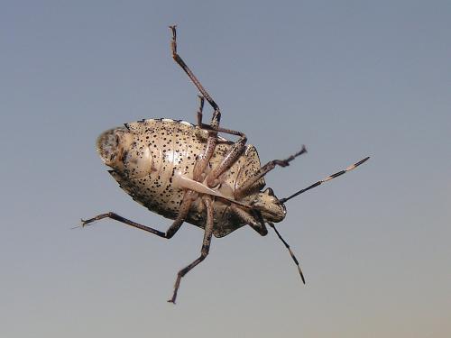 Rhaphigaster nebulosa