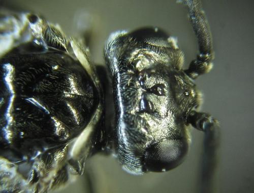 Réf. 252 424 : Empria basalis