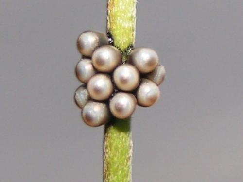 Rhaphigaster nebulosa