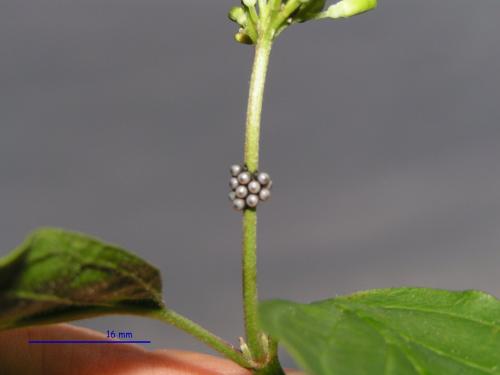 Rhaphigaster nebulosa