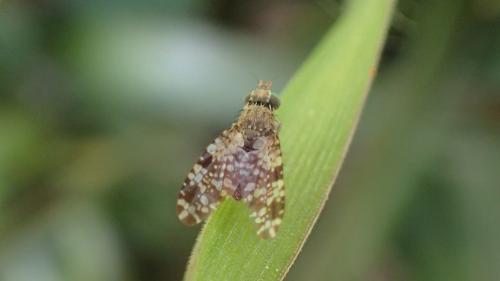 Réf. 252 667 : Tephritis ruralis