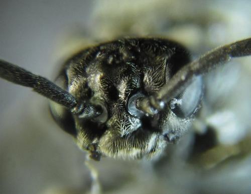 Réf. 252 425 : Empria basalis