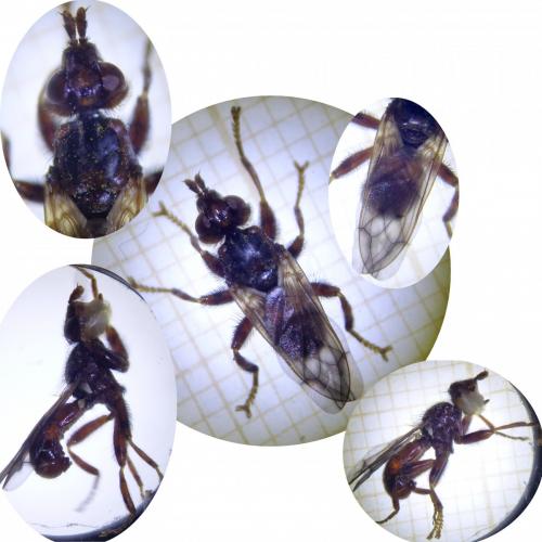 Réf. 252 259 : Myopa pellucida