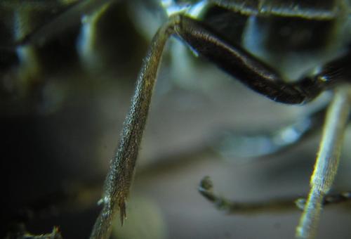 Réf. 252 426 : Empria basalis