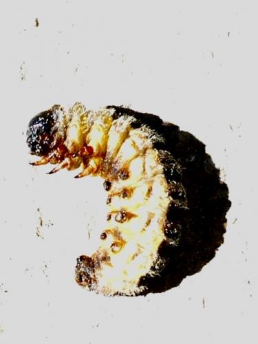 Thaumetopoea pityocampa