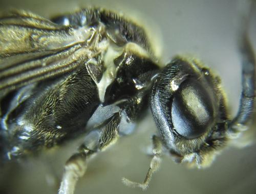 Réf. 252 427 : Empria basalis