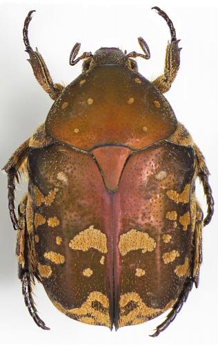 Protaetia juliae