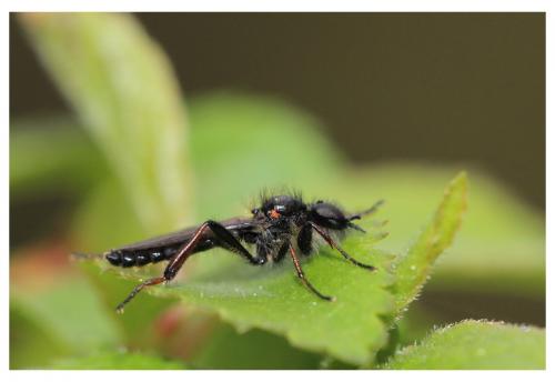 Réf. 252 308 : Bibio varipes