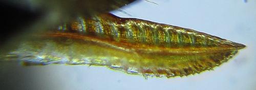 Réf. 252 429 : Empria basalis