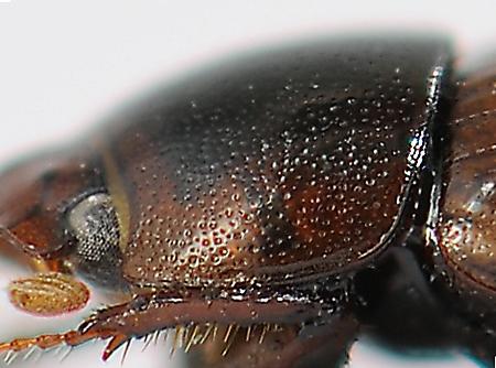 Réf. 252 214 : Bodilopsis rufa