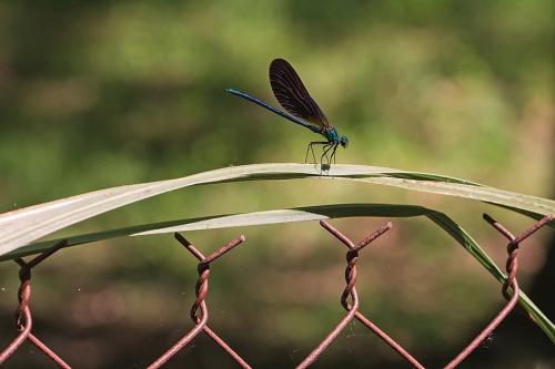 Réf. 252 884 : Calopteryx virgo