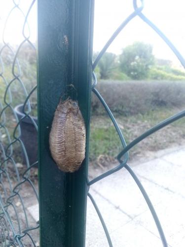 Mantis religiosa
