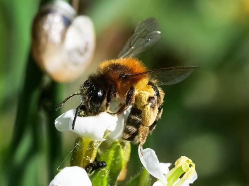 Andrena sp.