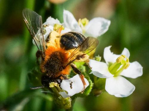 Andrena sp.