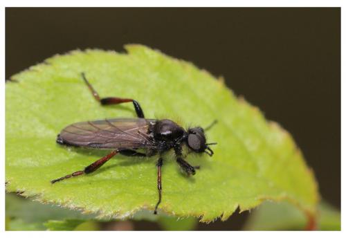 Bibio varipes