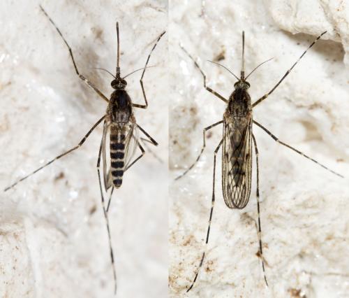 Réf. 252 161 : Culiseta annulata