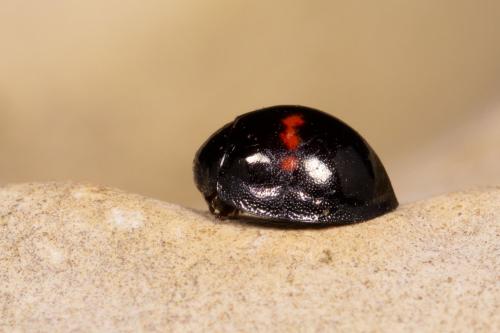 Réf. 252 263 : Chilocorus bipustulatus