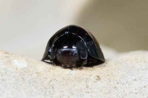 Réf. 252 262 : Chilocorus bipustulatus