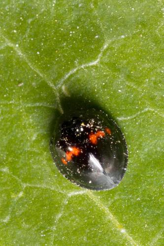 Réf. 252 260 : Chilocorus bipustulatus