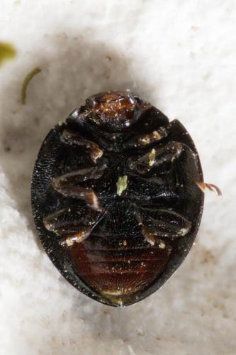 Réf. 252 261 : Chilocorus bipustulatus