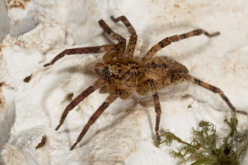 Réf. 252 545 : Zoropsis spinimana