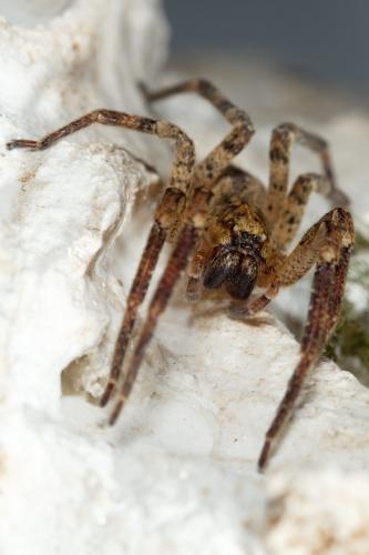 Réf. 252 546 : Zoropsis spinimana