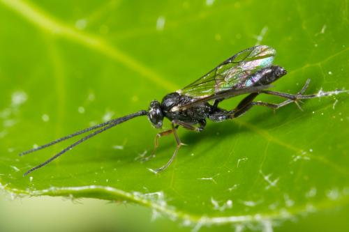 Réf. 252 675 : Campopleginae inconnu