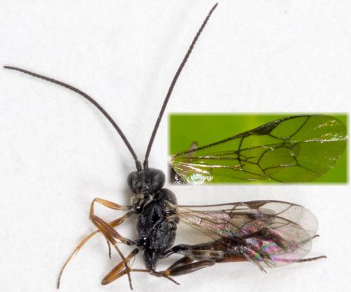 Réf. 252 677 : Campopleginae inconnu