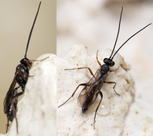 Réf. 252 676 : Campopleginae inconnu