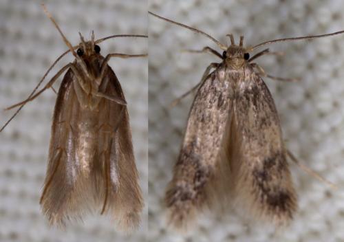 Réf. 252 683 : Borkhausenia nefrax