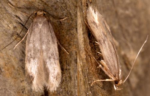 Réf. 252 682 : Borkhausenia nefrax