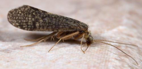 Ecnomus tenellus