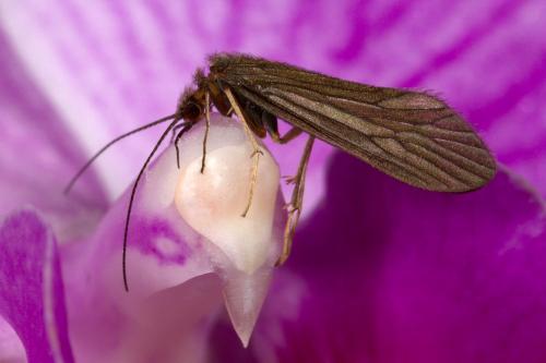 Tinodes waeneri