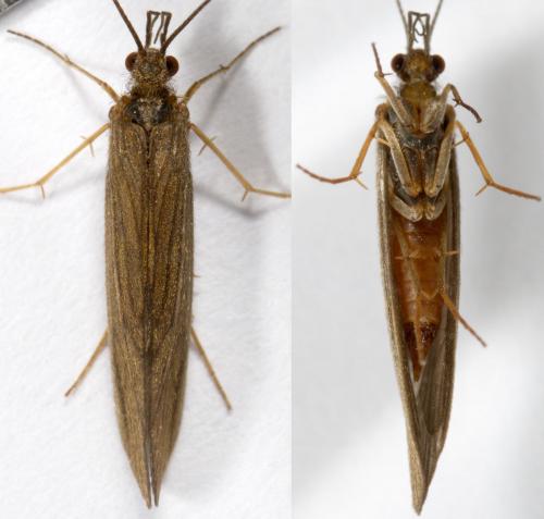 Réf. 252 865 : Tinodes waeneri