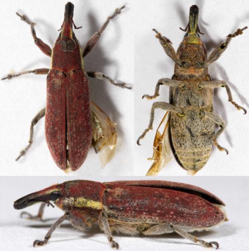 Réf. 252 867 : Lixus vilis