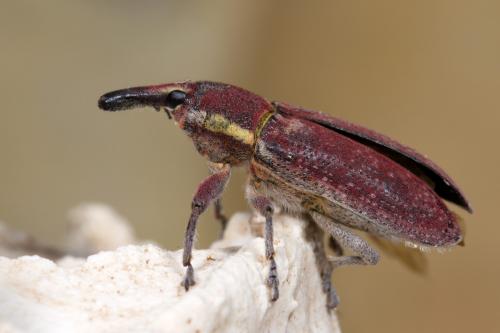 Réf. 252 868 : Lixus vilis
