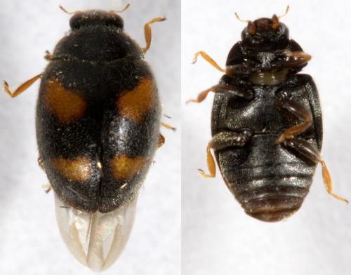 Nephus quadrimaculatus